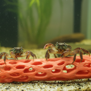 Zoo Med Hermit Crab Climbing Branch