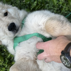 Puppy Training Essentials