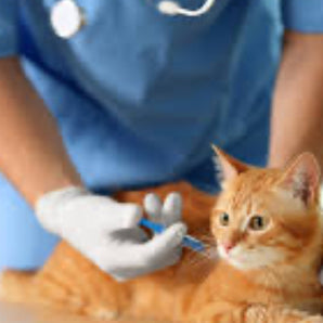 Kitten Vaccine Package 10-13 Weeks $50