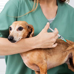 Puppy Vaccine Package 10-13 Weeks $50