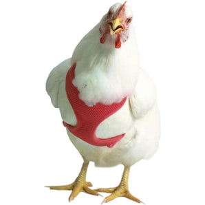 Large Poultry Care Bundle Original Valhoma Red Chicken Harness & 6-Foot Leash with Rooster Booster Poultry Cell 16 oz.