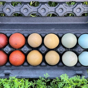 Rainbow Egg Assortment – Buy 10 + 5 Bonus Free (15 All-Female, Shipping Included)