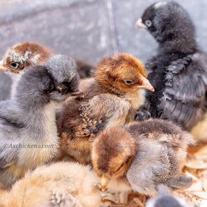 Rainbow Egg Assortment – Buy 10 + 5 Bonus Free (15 All-Female, Shipping Included)