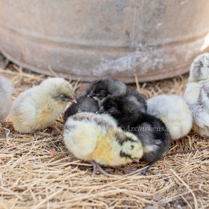 American Bresse Chicks - Assorted Colors - Buy 10 + 5 Bonus Free (Unsexed, Shipping Included)
