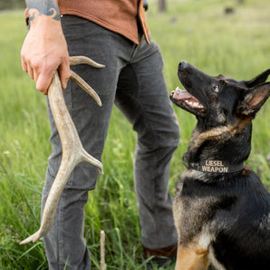 Shed Hunting 101: Train Your Dog to Find Antlers