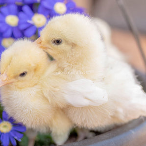 White American Bresse Chicks - Buy 10 + 5 Bonus Free (Unsexed, Shipping Included)