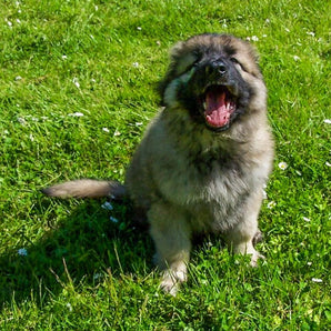 Puppy Training Essentials