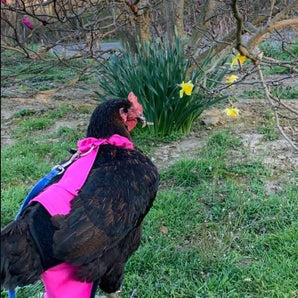 Hen Holster Chicken Diaper Harness with Permanent Sewn-in Liner (Duck Diaper, Goose Diaper, Parrot Diaper)