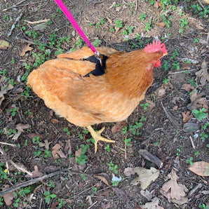 Hen Saver Chicken Harness (Chicken and Duck Harness without Diaper)