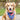 Pet Bandana for Your All American Hound or Outdoor Dogs, American Denim