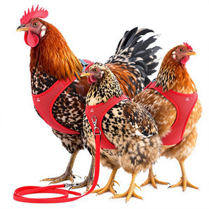 Original Valhoma Pet Chicken Harness and/or Leash Bright Fun Colors Pet Duck Goose Rooster Pullet