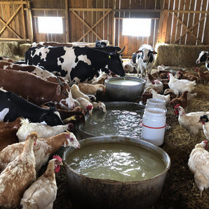 Durvet Vitamins & Electrolytes Concentrate 4 oz. Premium Livestock Nutrition Support