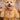 Rubie's Walking Teddy Bear Pet Costume Hoodie Padded Pet-Friendly Design Assorted Sizes