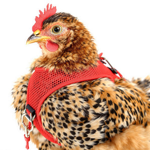 Original Valhoma XS Pullet Chicken Harness Breathable Mesh with 4-Feet Leash Combo