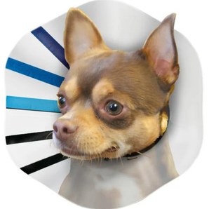 KONG Cloud Ez E-Collar for Dogs