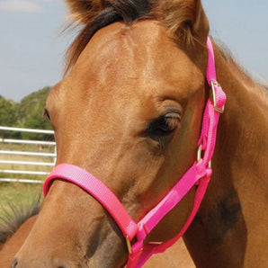 Jeffers Nylon Foal & Pony Halter