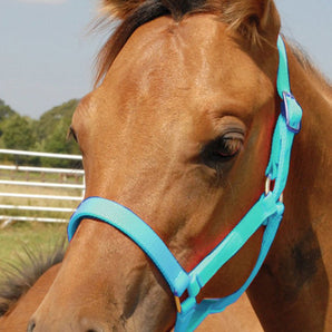 Jeffers Nylon Foal & Pony Halter