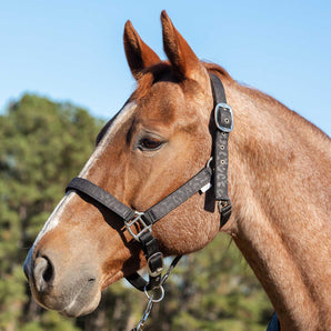 Matching Horse Halter & Lead Rope 2 Piece Set, Full Size