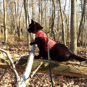 Kitty Holster Cat Harness (Made in USA)