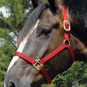 Jeffers Premium Nylon Weanling & Yearling Horse Halters, 3-Ply, 1"