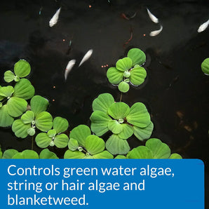 API Pond ALGAEFIX Algae Control Solution 8 oz. Bottle API