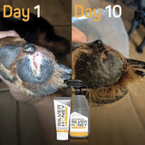 Absorbine Silver Honey Hot Spot & Wound Care Ointment for Dogs 2 oz. Absorbine