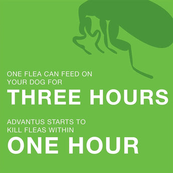 Advantus Flea Soft Chews for Small Dogs 4-22 lbs. 30 Count Bayer