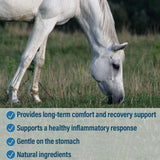 Bute-Less Comfort & Recovery Joint Supplement with B-12 for Horses Absorbine