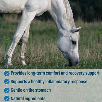 Bute-Less Comfort & Recovery Joint Supplement with B-12 for Horses Absorbine