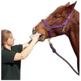 Durvet Apple Flavored Horse Wormer Horse Bot Parasites Equine Wormer (x12) Durvet