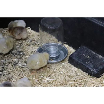 Little Giant Metal Waterer Base Jar 1 Quart Little Giant