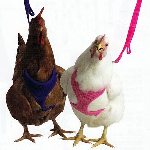 Valhoma Chicken Combo Pullet Harness with 4 Feet Leash Blue Valhoma