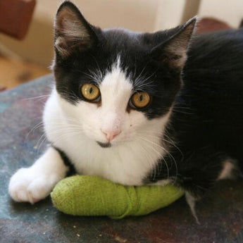 Wrap-It-Up 4" Self Cohesive Flexible Bandages Pets Animals & Humans 18CT, Red Piccardmeds4pets.com